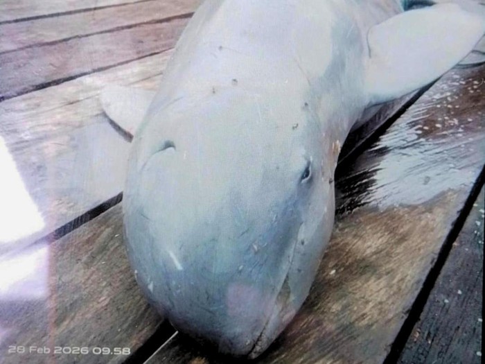 Ikan Pesut yang terjerat di jaring nelayan. (Istimewa)