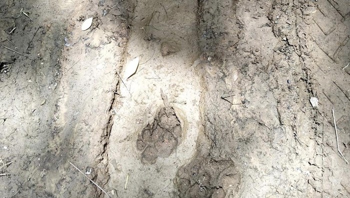 Jejak harimau diladang milik warga desa Di Dairi (dok.  Arion Sihaloho Kepala Desa Bongkaras)