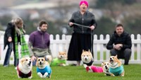 Anjing-anjing corgi kemudian berlari di lintasan dalam perlombaan tersebut. Aksi mereka menjadi daya tarik utama bagi penonton. REUTERS/Lesley Martin
