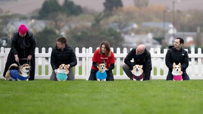 Lomba lari anjing corgi digelar di Musselburgh, Skotlandia, menampilkan balapan seru hingga penobatan pemenang dalam suasana meriah. REUTERS/Lesley Martin
