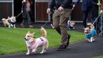Lomba Anjing Corgi Meriah Digelar di Musselburgh