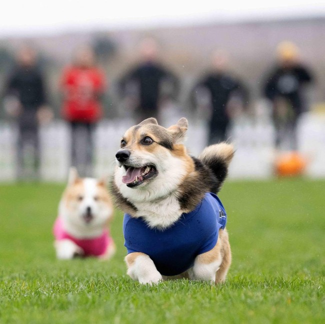 Lomba Anjing Corgi Meriah Digelar di Musselburgh