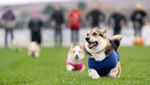 Lomba Anjing Corgi Meriah Digelar di Musselburgh