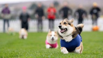 Lomba Anjing Corgi Meriah Digelar di Musselburgh