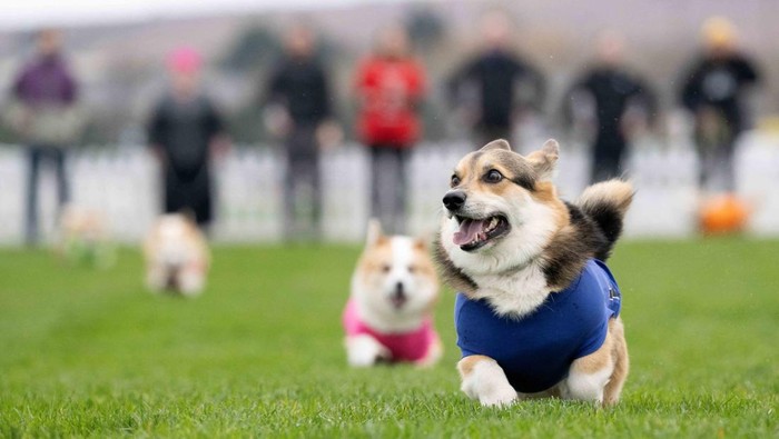 Lomba lari anjing corgi digelar di Musselburgh, Skotlandia, menampilkan balapan seru hingga penobatan pemenang dalam suasana meriah. REUTERS/Lesley Martin