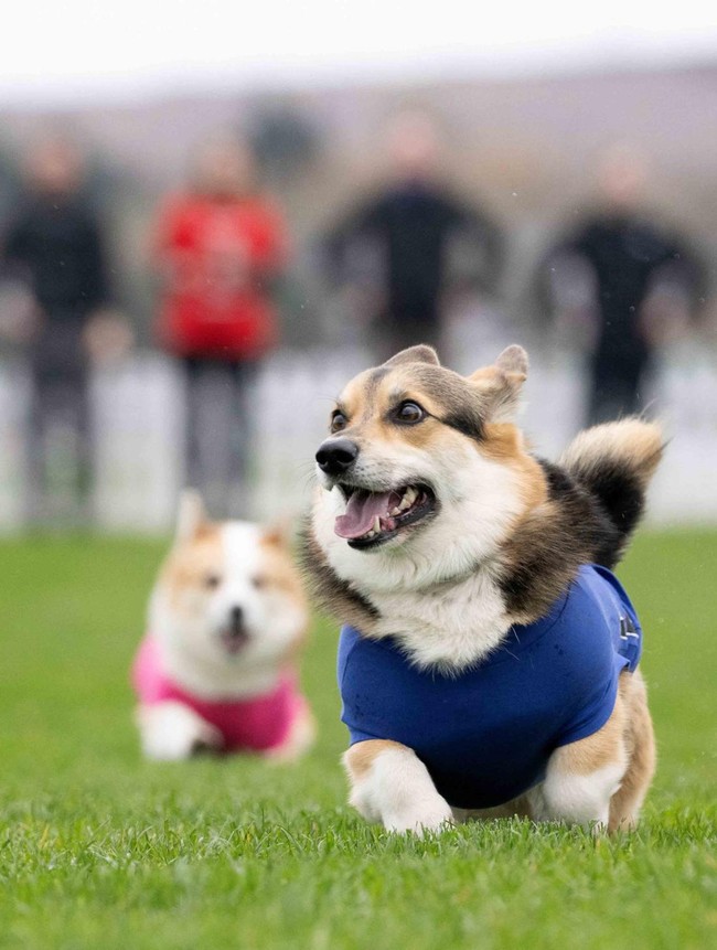 Lomba Anjing Corgi Meriah Digelar di Musselburgh