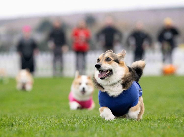 Lomba Anjing Corgi Meriah Digelar di Musselburgh