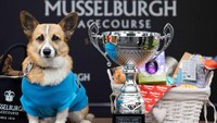 Salah satu corgi bernama Islay berhasil menjadi pemenang dalam ajang tersebut. Anjing tersebut terlihat duduk di samping trofi kemenangan. REUTERS/Lesley Martin
