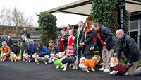 Lomba lari anjing corgi digelar di Musselburgh Racecourse, Musselburgh, Skotlandia. Acara tersebut diikuti oleh anjing-anjing corgi bersama pemiliknya. REUTERS/Lesley Martin