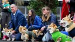 Lomba Anjing Corgi Meriah Digelar di Musselburgh