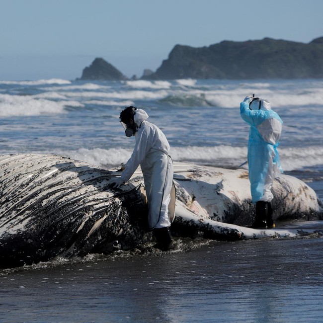 Paus Bungkuk Muda Ditemukan Mati di Pantai Cucao