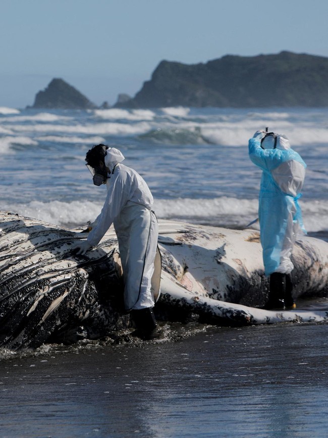 Paus Bungkuk Muda Ditemukan Mati di Pantai Cucao