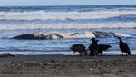 Paus Bungkuk Muda Ditemukan Mati di Pantai Cucao
