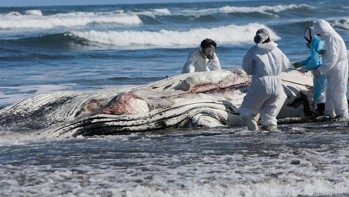 Seekor paus bungkuk muda ditemukan terdampar di Pantai Cucao, Chile, petugas mengambil sampel untuk mengetahui penyebab kematiannya. REUTERS/Amilix Fornerod