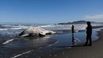 Paus Bungkuk Muda Ditemukan Mati di Pantai Cucao