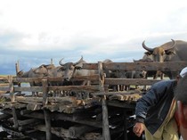 Kerbau Rawa Amuntai, Potretnya Saat Mentari Terbit dan Tenggelam Jadi Buruan