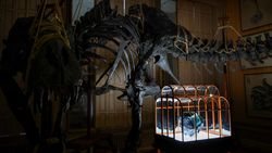 Tas dari Kolagen Fosil T. rex Dipamerkan di Amsterdam