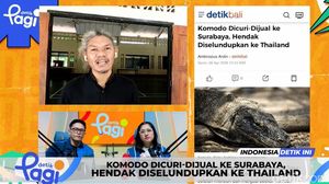 Video: Komodo Dicuri-Dijual ke Surabaya, Hendak Diselundupkan ke Thailand