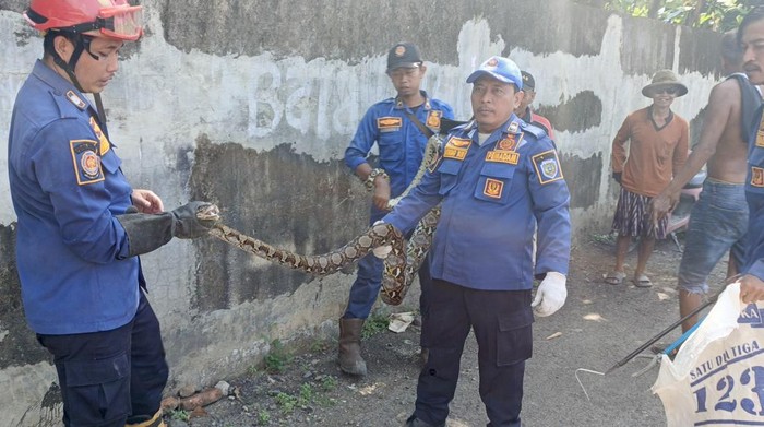 Evakuasi ular sanca di plafon rumah warga Indramayu oleh petugas Damkar, Selasa (7/4/2026).