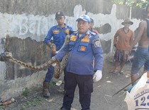 Drama Evakuasi Sanca 4 Meter di Indramayu, Muka Petugas Kena Kotoran
