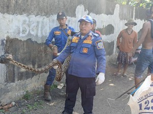 Drama Evakuasi Sanca 4 Meter di Indramayu, Muka Petugas Kena Kotoran
