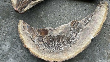 Vinctifer comptoni adalah spesies ikan bertulang prasejarah yang telah punah dari genus Vinctifer, hidup pada periode Kapur (Cretaceous). Fosil ikan ini umumnya ditemukan di Formasi Santana, Brasil Timur Laut, dan dikenal memiliki tubuh memanjang dengan pelestarian fosil yang sangat baik Foto: Boredpanda