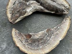 Deretan Foto Fosil Temuan Warga Ini Bikin Melongo!