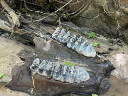 Deretan Foto Fosil Temuan Warga Ini Bikin Melongo!