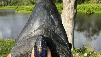 Gigi megalodon Foto: Boredpanda