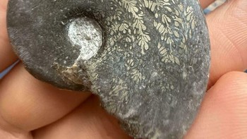 Itu Tragophylloceras loscombi adalah spesies amonit yang telah punah, berasal dari periode Jura (Jurassic). Spesies ini merupakan bagian dari ordo Phylloceratida dan sering ditemukan dalam bentuk fosil, khususnya dari tahap Pliensbachian Foto: Boredpanda