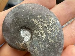 Deretan Foto Fosil Temuan Warga Ini Bikin Melongo!