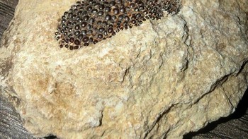 Fosil lempeng mulut utuh dari sejenis Durophagous (durofag) adalah istilah biologi yang mendeskripsikan hewan pemakan mangsa bercangkang keras. Hewan dengan perilaku ini mampu menghancurkan makanan keras seperti cangkang moluska, krustasea, siput, atau tulang. Foto: Boredpanda