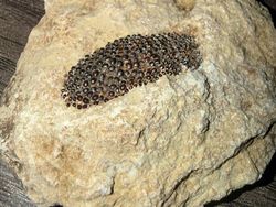 Deretan Foto Fosil Temuan Warga Ini Bikin Melongo!