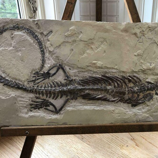 Deretan Foto Fosil Temuan Warga Ini Bikin Melongo!