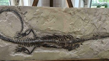 Itu bukan buaya atau kadal. Itu terlihat seperti sesuatu yang mirip dengan  Keichousaurus  atau Nothosaurid, keduanya dari periode Trias. Foto: Boredpanda