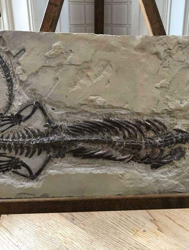 Deretan Foto Fosil Temuan Warga Ini Bikin Melongo!