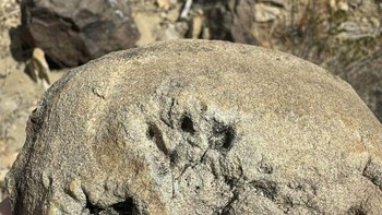 Kemungkinan besar ini adalah jejak kaki theropoda yang sangat kecil. Kemungkinan besar ini adalah jenis jejak kaki yang terjadi ketika dinosaurus theropoda menginjak lumpur atau pasir dengan tumitnya tergelincir Foto: Boredpanda