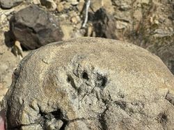 Deretan Foto Fosil Temuan Warga Ini Bikin Melongo!