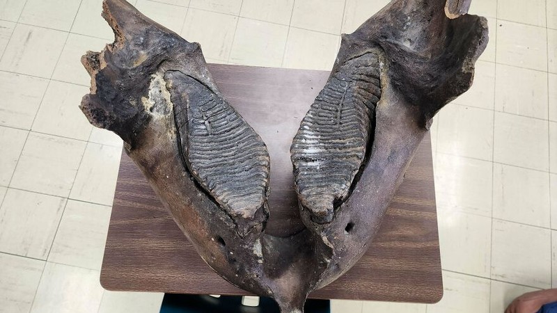 Foto Fosil Mengejutkan