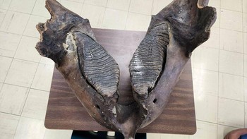 Rahang mammoth. Foto: Boredpanda