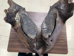 Deretan Foto Fosil Temuan Warga Ini Bikin Melongo!