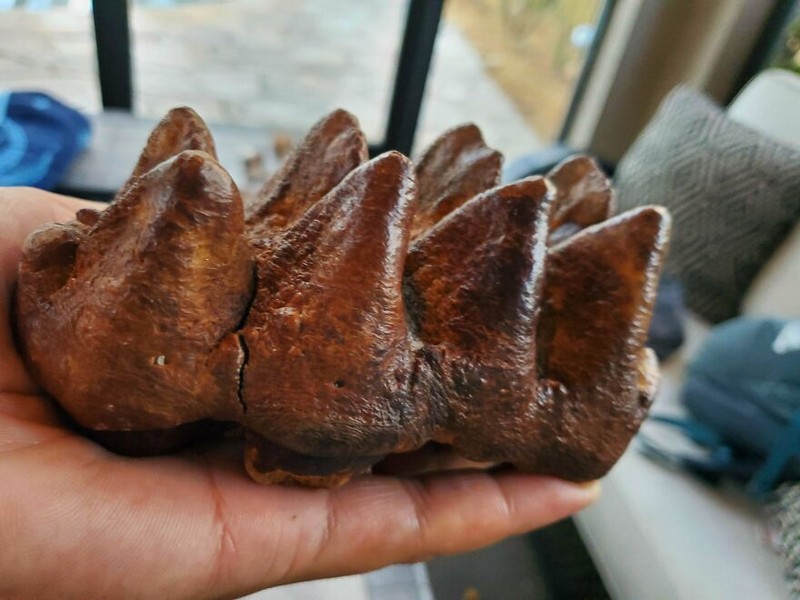 Foto Fosil Mengejutkan