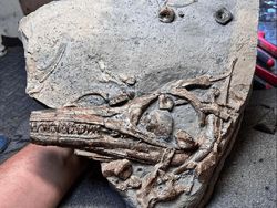 Deretan Foto Fosil Temuan Warga Ini Bikin Melongo!