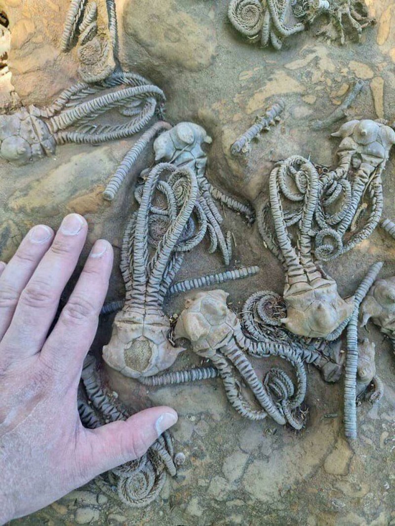 Foto Fosil Mengejutkan
