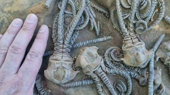Mereka adalah krinoid yang merupakan echinodermata. Mereka berada dalam filum yang sama dengan landak laut, dolar pasir, dan bintang laut. Foto: Boredpanda