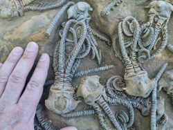 Deretan Foto Fosil Temuan Warga Ini Bikin Melongo!