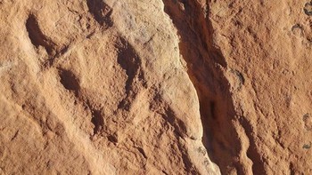 Jelas jejak kaki Theropoda. kelompok dinosaurus Saurischia yang sebagian besar karnivora, berjalan dengan dua kaki (bipedal), dan berpinggul kadal.  Foto: Boredpanda