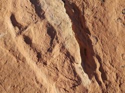 Deretan Foto Fosil Temuan Warga Ini Bikin Melongo!