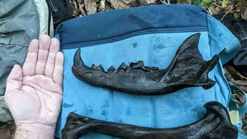 Ini Ichthyosaur adalah reptil laut prasejarah yang hidup di era Mesozoikum, dengan bentuk tubuh menyerupai ikan atau lumba-lumba. Hidup sekitar 250 hingga 90 juta tahun lalu, mereka adalah predator puncak yang bernapas dengan udara, melahirkan di air (vivipar), dan dikenal sebagai perenang cepat Foto: Boredpanda