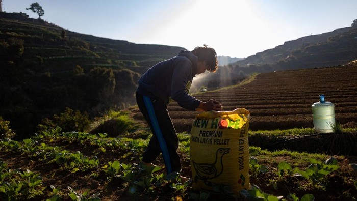 Kenaikan harga solar membuat petani sayur di Filipina utara merugi, sebagian memilih tidak memanen hasil karena biaya distribusi tinggi. REUTERS/Eloisa Lopez